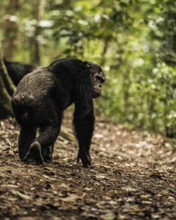 Chimp Tracking