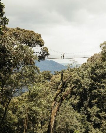 Canopy Walk